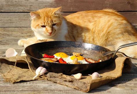 8 Healthy Homemade Foods With Recipe For Cats