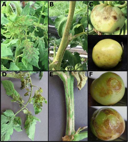 Characterization Of Tomato Necrotic Spot Virus A Subgroup Ilarvirus