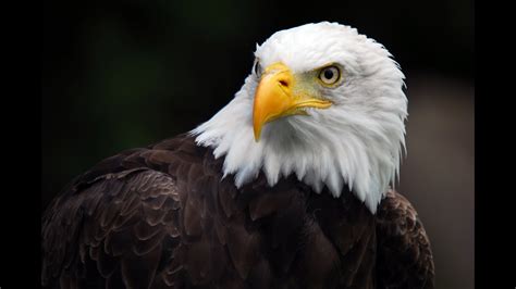 To download youtube playlist in mp3, pick to mp3. American Eagle - Nature Documentary (HD) - YouTube