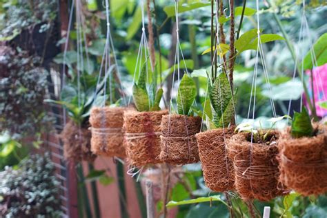 10 Plantas De Exterior Resistentes Al Frío Y Al Calor Lifestyle