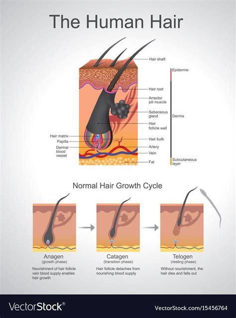 Human Hair Infographic Structure Royalty Free Vector Image