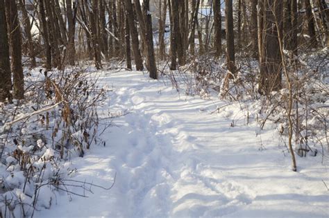 Snowy Trail Through Woods Clippix Etc Educational Photos For