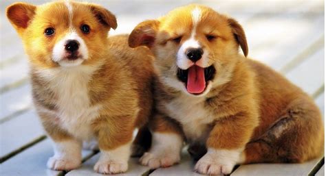 Also, i would love to learn more about the mother's rights after birth (rules for when she has to sign papers for adoption and how long she has. Pembroke Welsh Corgi for Sale in Illinois - Chicago ...