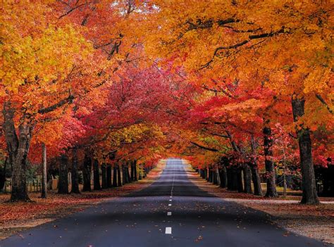 20 Best Places For Autumn Leaves Melbourne 2024