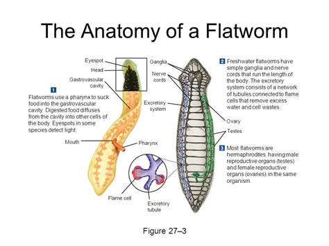 Worms Diagram Quizlet