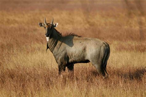 Nilgai Wild Boar And Migratory Birds Are A Sure Sighting Depending On
