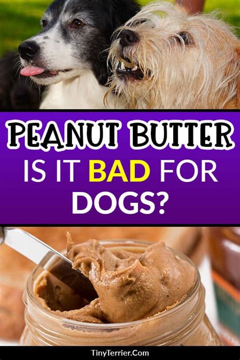 Can Dogs Eat Peanut Butter Is It Safe Tiny Terrier