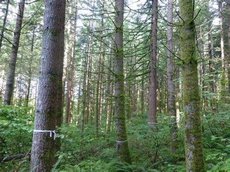 Dnr Opens Applications For Largest Urban And Community Forestry Grant