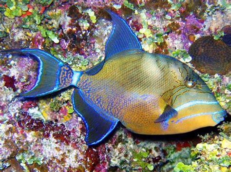 Queen Triggerfish Balistes Vetula Turks And Caicos Photo 5