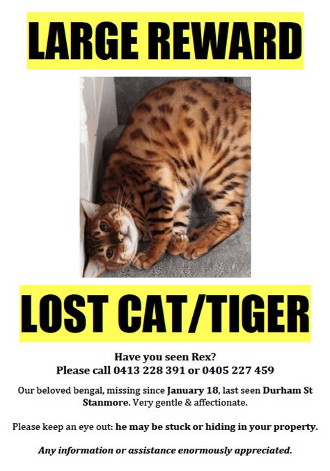 My Mate Has Lost His Bengal Cat Stanmore Region Sydney