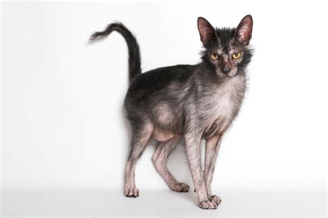 Stunning Cat That Looks Like Werewolf Hits Back At Haters With Photoshoot