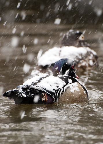 Ducks In Snow Mating Pair In Snow Hurry Missouri Botanical Garden