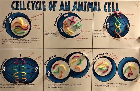 Mitosis Mini Poster Project I Got A 96 On This Use For Reference Science Cells Ngss Science