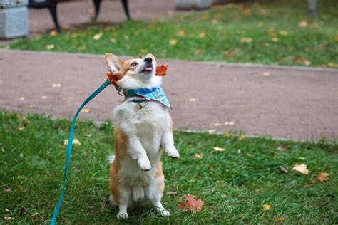 15 Funny Photos Of Corgis That Will Make You Smile Page 2 Of 3