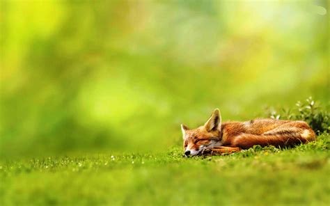 Fox Animal Desktop Wallpapers Top Free Fox Animal