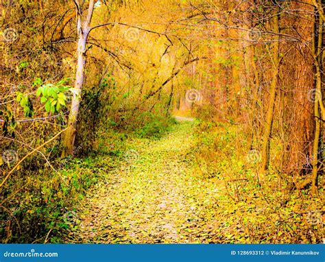 Autumnal Forest Road Stock Photo Image Of Yellow Yellowed 128693312