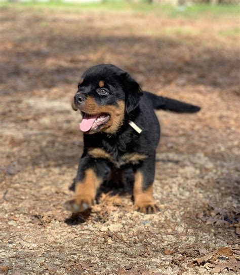 Rottweiler Puppies For Sale | Toccoa, GA #321172 | Petzlover