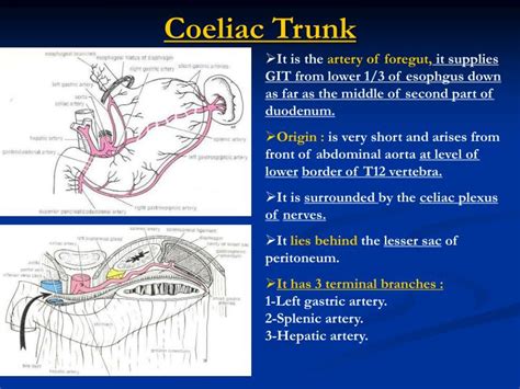 Celiac Trunk Artery Anatomy
