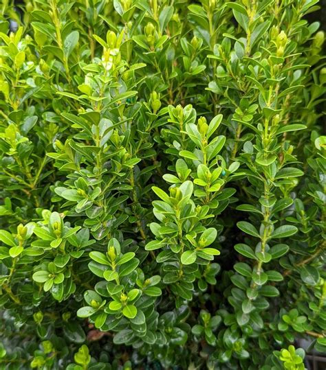 Buxus Microphylla Var Japonica Baby Gem™ Baby Gem™ Boxwood From Prides