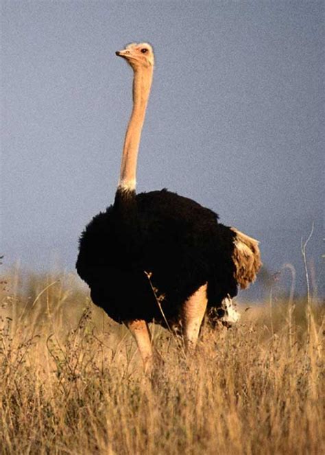 Does Ostrich Put Head In Sand