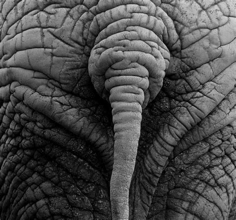 Elephant Skin By Alouette Photos On Deviantart