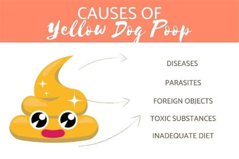 15 Causes Of Mucus In Dogs Stool Poop With Mucus In Dog Petcarestores