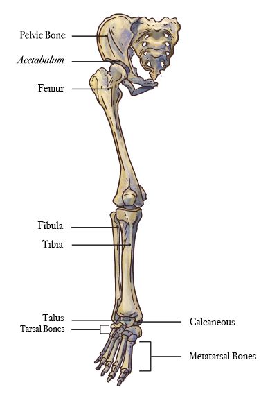 The foot bones shown in this diagram are the talus, navicular, cuneiform, cuboid, metatarsals and calcaneus. How Do You Figure Out How Dinosaurs Walked?