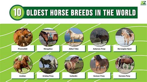 Discover The 10 Oldest Horse Breeds In The World A Z Animals