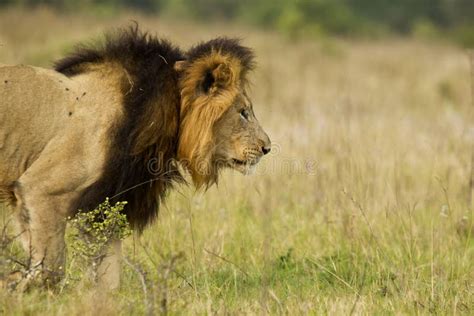 Lion Stalking Stock Photo Image Of Five Savanna Animal 31415788