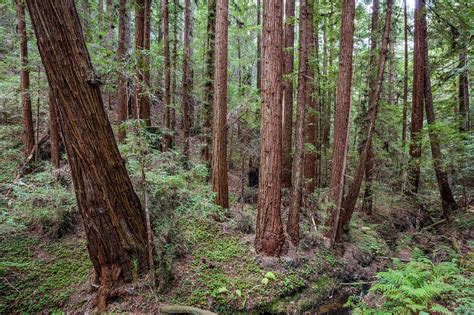 Protecting Habitat From The Santa Cruz Mountains To The Pacific Ocean