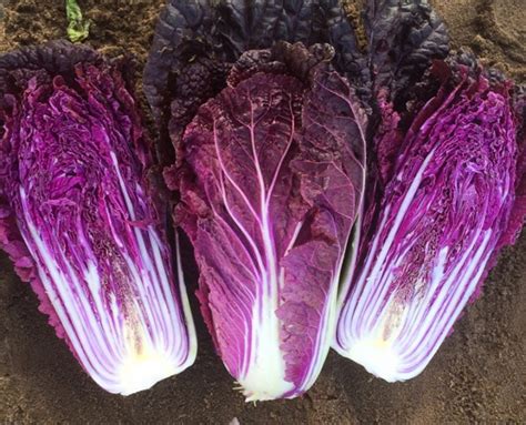 Red Chinese Cabbage Fairbanks Fresh