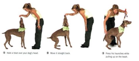 How To Train Your Dog The Basics