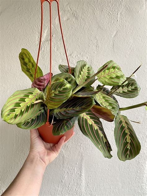 This beautiful tradescantia cultivar has fuzzy leaves, deep purple underneath, loves the shade and is perfect for baskets. Maranta Red Prayer Plant- Maranta Leuconeura - LIVE house ...