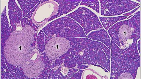 Islets Of Langerhans Histology Pancreas Islet Cell Hyperplasia An Overview Sciencedirect