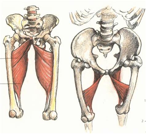 Anatomy Art Series 1 The Adductor Magnus