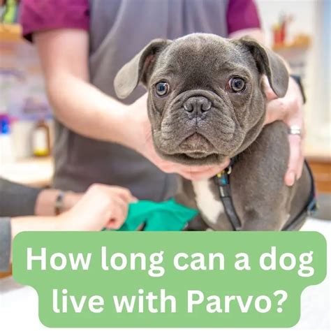 How Long Can A Dog Live With Parvo 2023 Jollymutt