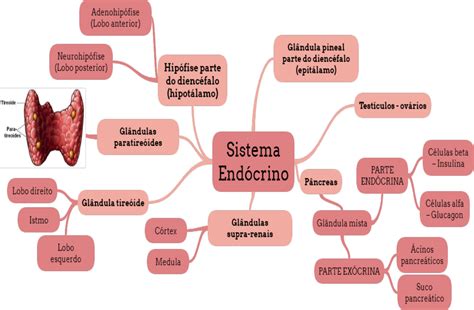 Mapa Mental Do Sistema Endócrino EDULEARN