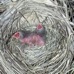 Maybe you would like to learn more about one of these? Northern Cardinal Habits, What they Eat, Where they Nest ...