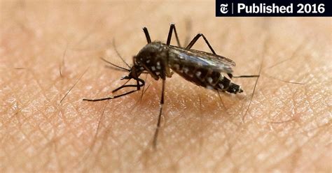 Local Transmission Of Zika Virus Is Reported In Texas The New York Times