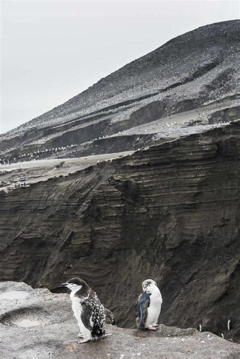 Uk South Georgia And South Sandwich Islands Two Chinstrap Penguins