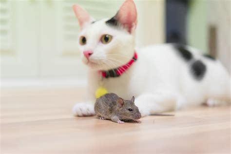 Premium Photo Domestic Cat Carrying Small Rodent Rat In House White