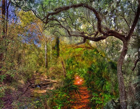 Forest Magic Photograph By John M Bailey Fine Art America