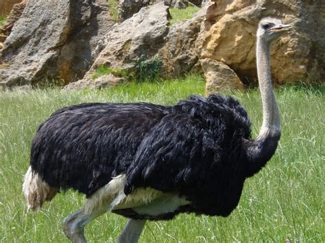10 Amazing Flightless Birds In The World The Mysterious