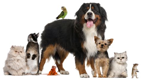 Affordable pet vaccination clinics located at your neighborhood petco store. Animal Medical Center of Monroe