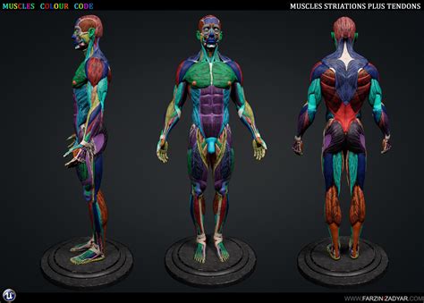 Anatomical 3d Human Models