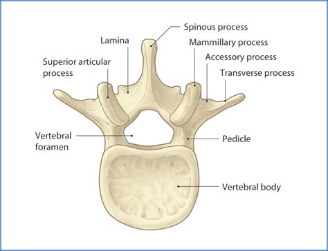Lumbar Vertebrae Bone Anatomy