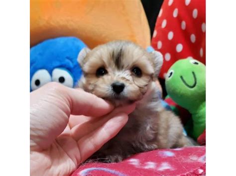 Aberdeen, nc, usa, pomeranian puppies. AKC Pomeranian puppies to be rehomed in Charlotte, North ...