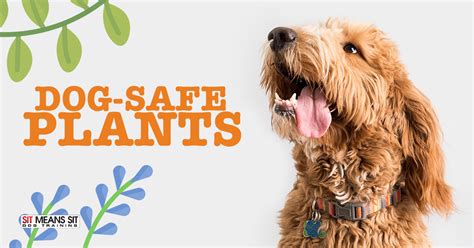 Dog-Safe Plants That Repel Mosquitoes and Bugs | Sit Means Sit Dog ...