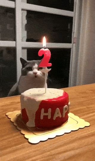 101 Funny Cat Birthday Memes For The Feline Lovers In Your