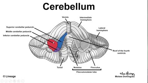 Anatomy Of The Cerebellum Youtube